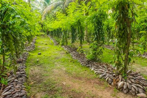 Vanilla planation Stock Photos