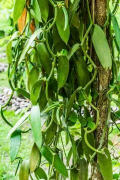 Vanilla planation Foto stock