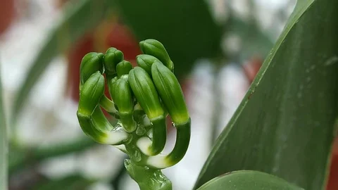 Vanilla plant close up Stock Footage 82408549
