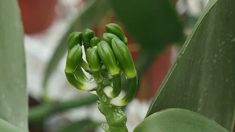 Vanilla plant before fruit stands open Stock Footage 82408434