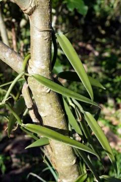 Vanilla plant 스톡 사진