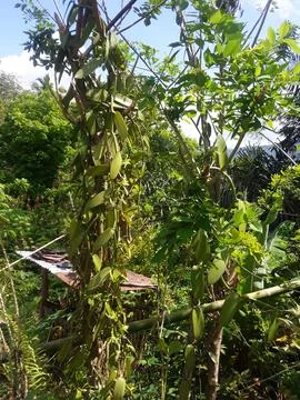 Vanilla plants Stock Photos