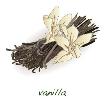 Vanilla pods and flower vector Stock Illustration