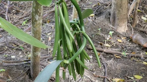 Vanilla pods growing. Stock Footage 82007489