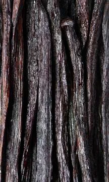 Vanilla pods Stock Photos