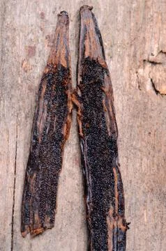 Vanilla pods Foto stock