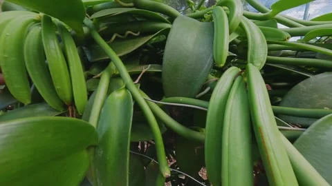 Vanilla pods shown by a grower during cultivation in Vao do Moleque, Brazil Stock Footage 346893369