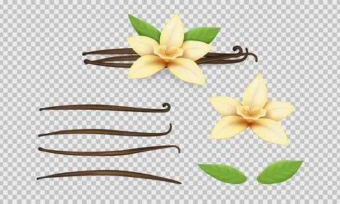 Vanilla realistic set. Bean, yellow flower and leaves. Realistic isolated on Stock Illustration
