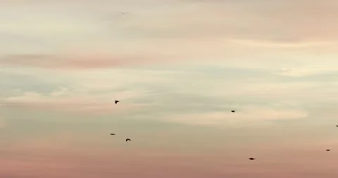 Vanilla sky colorful exotic cloud, Flight of a flock of birds. Stock Footage 145036573