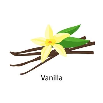 Vanilla spice vector illustration in flat design isolated on white background Stock Illustration