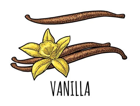 Vanilla stick and flower. Vector black vintage engraved Illustration