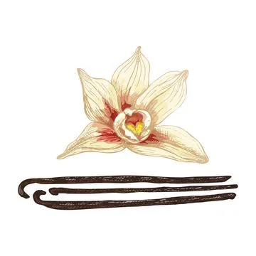Vanilla stick and flower. Vector color vintage hatching illustration isolat.. Stock-Illustration