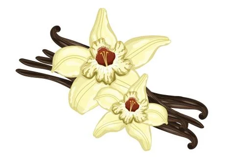 Vanilla sticks with a flower on white background Illustration