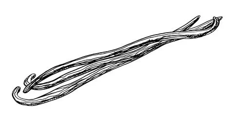 Vanilla Sticks. Vector hand drawn illustration of Floral pods on white isolated Stock Illustration