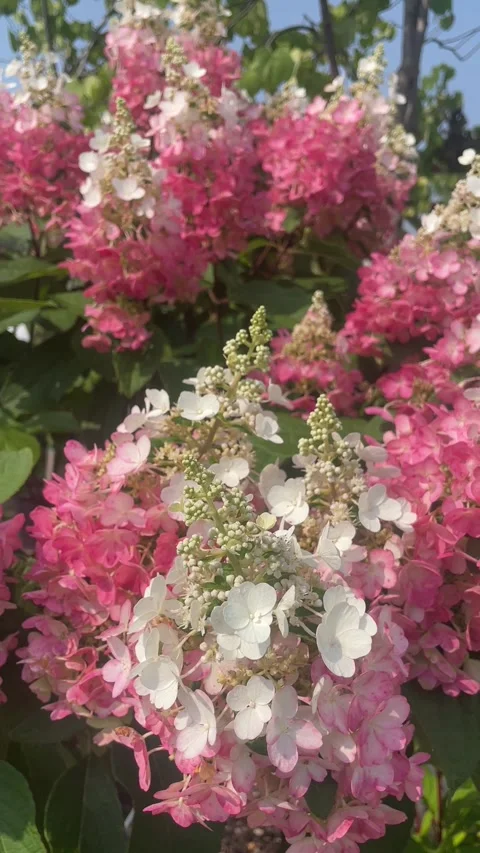 Vanilla Strawberry (Pinky Winky) hydrangea bush w/ pink &amp; white flower Stock Footage 280455320