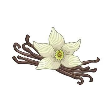 Vanilla vector colored botanical illustration Stock Illustration