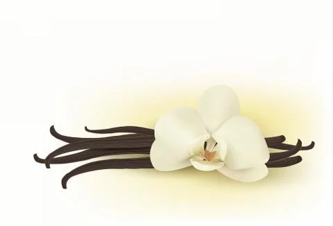 Vanilla. vector. Stock Illustration