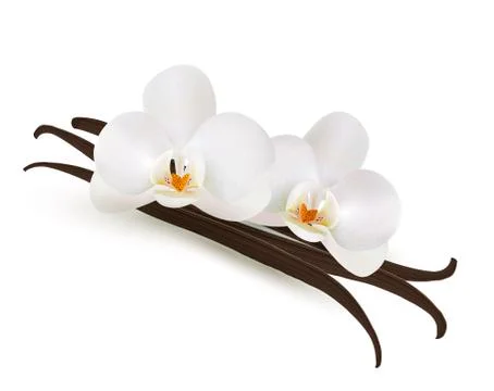 Vanilla. vector. Stock Illustration