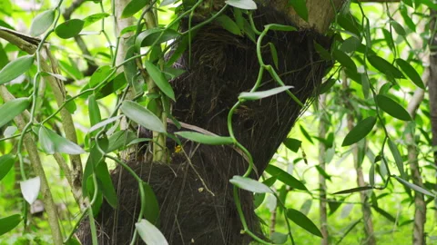 Vanilla vines growing around a large tree revealing vanilla beans Stock Footage 167710730