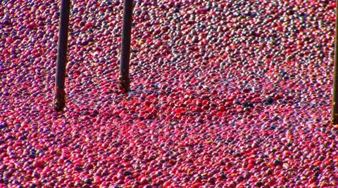 The Vanishing Cranberry Stock Footage 8926717