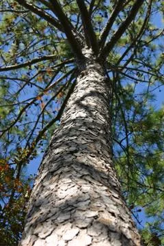 Vanishing Tree 3 Stock Photos