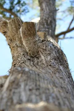 Vanishing Tree Stock Photos