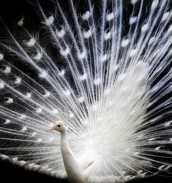 Vanity of white peacock Foto stock