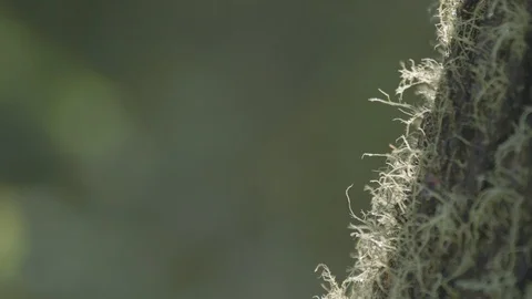 Vapor from moss on a tree on a blurred background. Free space for insertion Stock Footage 126992039