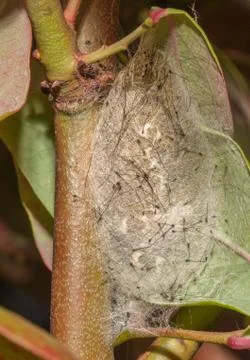 Vapourer chrysalis Stock Photos