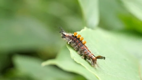 Vapourer  moth caterpillar on the edge of a leaf Stock Footage 82423139