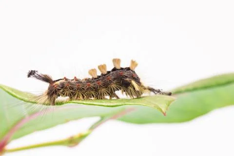 Vapourer moth caterpillar on leaf Stock Photos