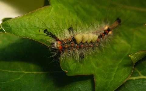 Vapourer moth caterpillar Stock Photos
