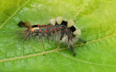 Vapourer moth caterpillar Stock Photos