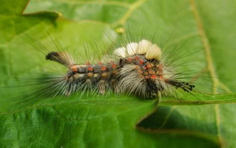 Vapourer moth caterpillar Stock Photos