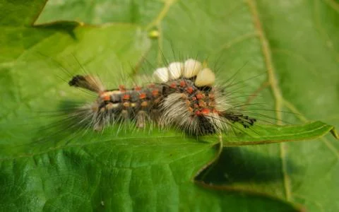 Vapourer moth caterpillar Stock Photos
