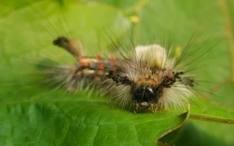 Vapourer moth caterpillar Stock Photos