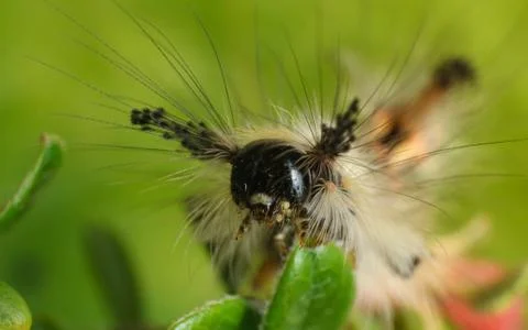 Vapourer moth caterpillar Stock Photos