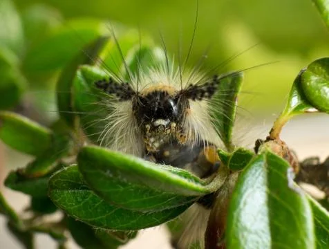 Vapourer moth caterpillar Stock Photos