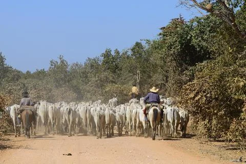 Vaqueiros herding a herd of cattle on the dusty Transpantaneira Pantanal Mato Stock Photos