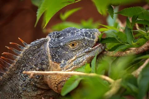 Varan crawling Stock Photos