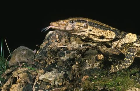 VARAN DE DUMERIL varanus dumerilii Stock Photos