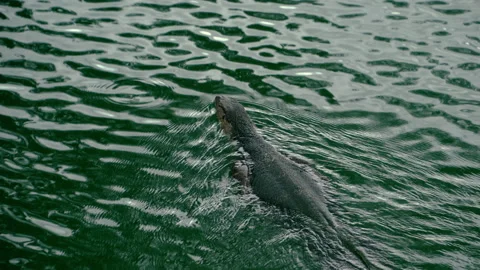 Varan floating on the surface of lake water Stock Footage 221124216
