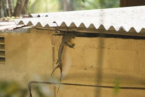 Varan Gets Inside the House Stockfoto's