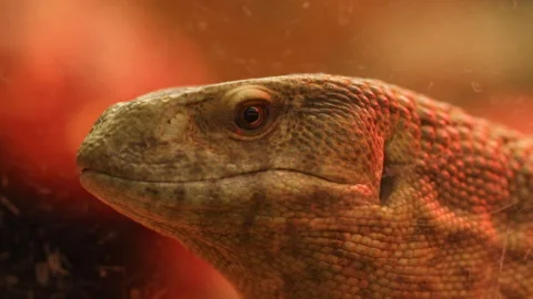Varan is heated, macro Stock Footage 127379094