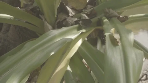 Varan in the jungle Stock Footage 94683545