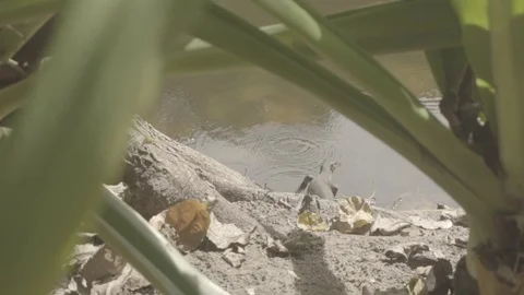 Varan in the jungle Stock Footage 94684174