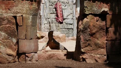 Varan Komodo 4k Vídeos de archivo 65500436