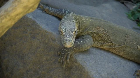 Varan lies on a stone. Stock Footage 112383245