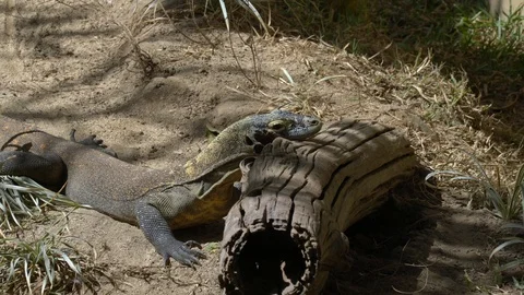 Varan lies in the sun. Stock Footage 112457848
