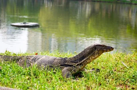 Varan Stock Photos